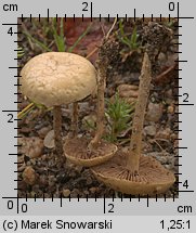 Agrocybe pediades (polówka półkulista)