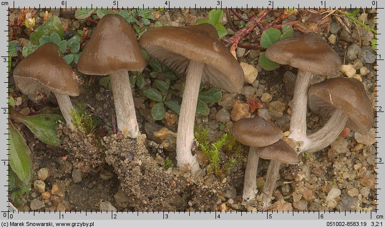 Entoloma sericeum (dzwonkówka jedwabista)