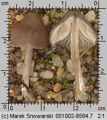 Entoloma sericeum (dzwonkówka jedwabista)