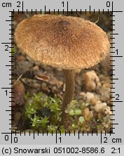 Inocybe lacera var. helobia