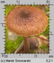 Inocybe lacera var. helobia