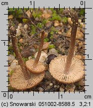 Inocybe lacera var. helobia