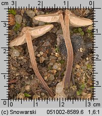 Inocybe lacera var. helobia