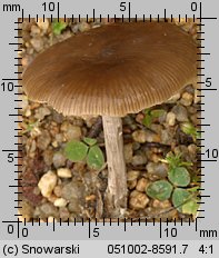 Entoloma sericeum (dzwonkówka jedwabista)