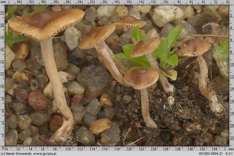 Inocybe rufoalba (strzępiak białoowłosiony)