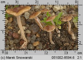 Inocybe rufoalba (strzępiak białoowłosiony)