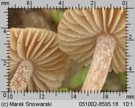 Inocybe rufoalba (strzępiak białoowłosiony)