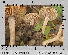 Inocybe rufoalba (strzępiak białoowłosiony)