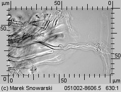 Unidentified-Polyporoid-etc (niezidentyfikowane)