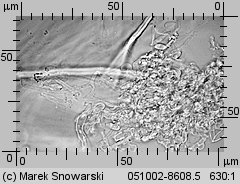 Unidentified-Polyporoid-etc (niezidentyfikowane)