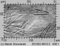 Unidentified-Polyporoid-etc (niezidentyfikowane)