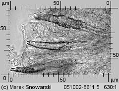 Unidentified-Polyporoid-etc (niezidentyfikowane)