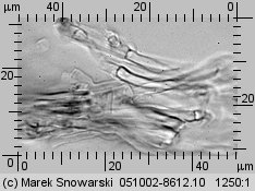 Unidentified-Polyporoid-etc (niezidentyfikowane)