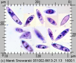 Unidentified-Polyporoid-etc (niezidentyfikowane)