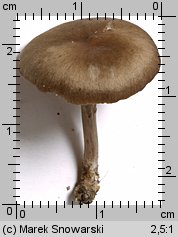 Entoloma sericeum (dzwonkówka jedwabista)