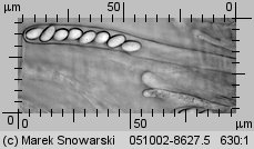 Ciboria pseudotuberosa (kubianka talerzykowata)