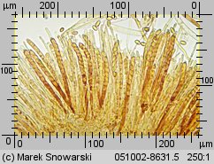 Ciboria pseudotuberosa (kubianka talerzykowata)