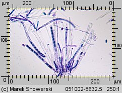 Ciboria pseudotuberosa (kubianka talerzykowata)