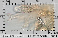 Laccaria tortilis (lakówka drobna)