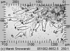 Inocybe lacera var. helobia