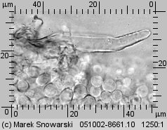 Cystodermella cinnabarina (ziarnóweczka cynobrowa)