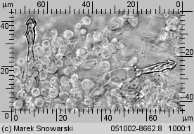 Cystodermella cinnabarina (ziarnóweczka cynobrowa)