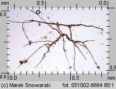 Bovista plumbea (kurzawka ołowiana)