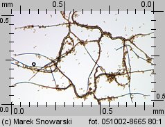 Bovista plumbea (kurzawka ołowiana)