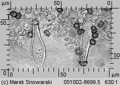 Inocybe rufoalba (strzępiak białoowłosiony)