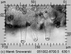 Inocybe rufoalba (strzępiak białoowłosiony)