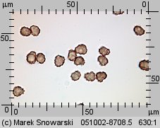 Thelephora terrestris (chropiatka pospolita)