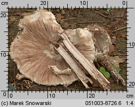 Macrolepiota procera (czubajka kania)