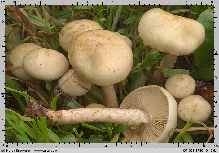 Pholiota gummosa (łuskwiak słomkowy)