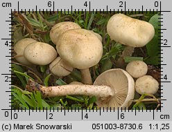 Pholiota gummosa (łuskwiak słomkowy)