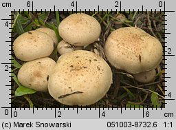 Pholiota gummosa (łuskwiak słomkowy)