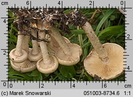 Pholiota gummosa (łuskwiak słomkowy)