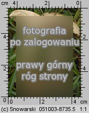 Pholiota gummosa (łuskwiak słomkowy)