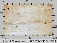 Entoloma sericeum (dzwonkówka jedwabista)