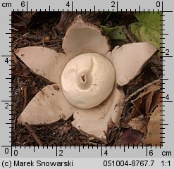 Geastrum triplex (gwiazdosz potrójny)