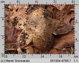 Geastrum triplex (gwiazdosz potrójny)