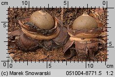 Geastrum triplex (gwiazdosz potrójny)