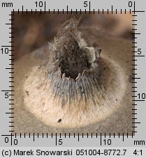 Geastrum triplex (gwiazdosz potrójny)