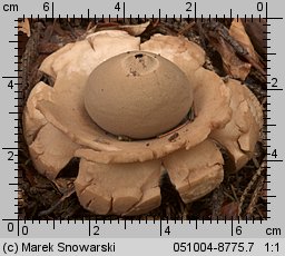 Geastrum triplex (gwiazdosz potrójny)