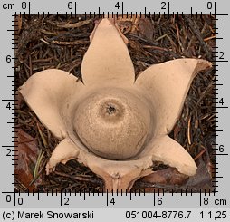 Geastrum triplex (gwiazdosz potrójny)