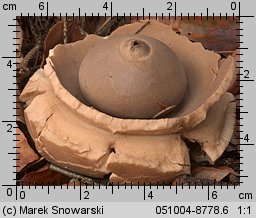 Geastrum triplex (gwiazdosz potrójny)