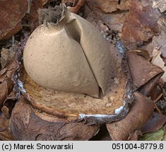 Geastrum triplex (gwiazdosz potrójny)