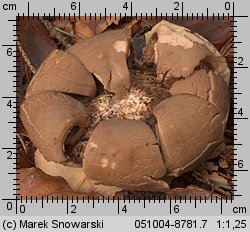 Geastrum triplex (gwiazdosz potrójny)