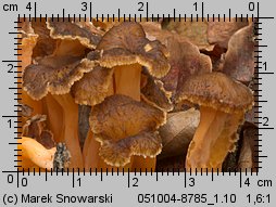 Cantharellus aurora (pieprznik żyłkowany)