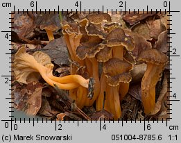 Cantharellus aurora (pieprznik żyłkowany)