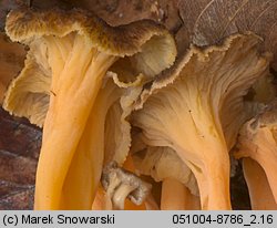 Cantharellus aurora (pieprznik żyłkowany)